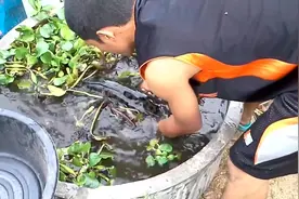 屋后小水缸里养鱼，想吃就抓一条，真方便视频封面