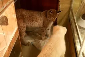 狗狗花样作死，主动招惹高冷小猞猁，下一秒就尴尬了！视频封面