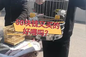 山东菏泽鸟市上，大爷说上个会买了个绣眼，为啥又花50元买一个