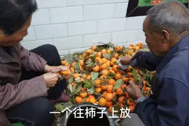 老爹和老娘酿柿子醋，潘哥讲解了柿子醋的制作方法，很实用！视频封面