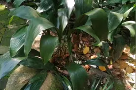 蜘蛛抱蛋！好看又有用的野生植物！农村偶见，你还记得吗？