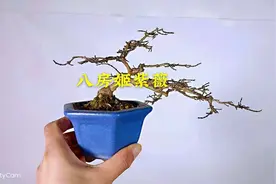 日本八房姬紫薇微型盆景盆栽养护交流欣赏，家庭养花，养护知识