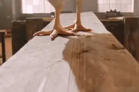 肯德基KFC：一只鸡的宣传片视频封面