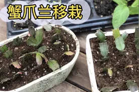 扦插成活的蟹爪兰移栽到盆里，快来看看是怎么配土移栽的