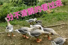 分不清鹅的看过来，普通灰鹅、汕头狮头鹅、黑狮头鹅都齐了