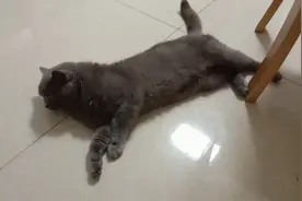 今天豆包不舒服了，拉肚子，就简单拍了一下，视频封面