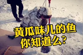 内蒙古呼和浩特地区冰钓视频封面