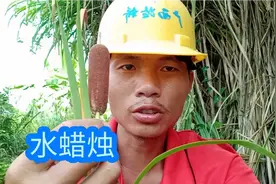 给大家分享一下，水蜡烛能止痛，消肿，止血等作用