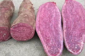 这样的紫薯有“毒”，我也是刚知道，抓紧时间告诉家人，越早越好