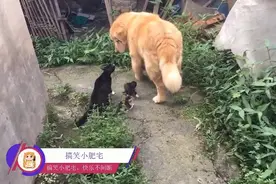 狗子：敌不动我不动，谁动谁就是小狗