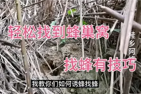 野外找蜂有技巧，只要懂得看蜂路，配上诱蜂水就能很快找到蜂窝