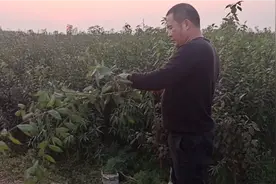 凯哥去豫西南最大的万亩果苗基地买果树苗，到处都是，老板发财了视频封面