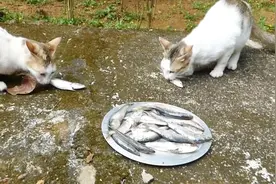猫咪一顿究竟能吃多少条鱼？老外拿一桶鱼实验，结果亏大了