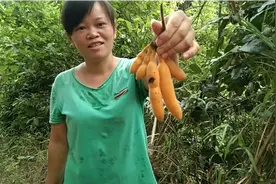 在农村，有一种野生的水果叫做山芭蕉，你们见过吗？