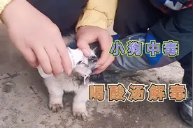 小狗一天没吃东西，口吐白沫，可能是食物中毒，给他喝酸汤解毒视频封面
