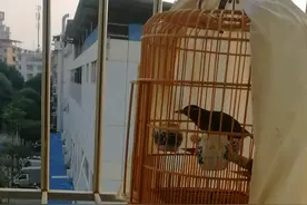 画眉鸟这种啾啾啾声，是胆小的反应吗？请高手们给与解答，谢了