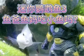 迷你鹦鹉会吃小鱼吗？