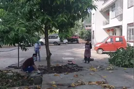 俗话说房前不载树，屋后不种花，这黄果兰一移立马亮堂了