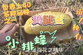 小排蜂，世界已知40多种蜜蜂品种之一，来认识一下