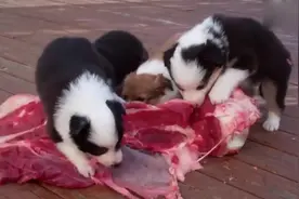 外国人养牧羊犬，直接扔给狗狗一大块生牛肉啃着吃！视频封面