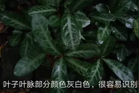 龙舌叶，可爱呆萌好看有用的农村植物，你们老家叫什么，怎么用？