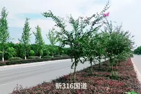 新316国道，道路好宽视频封面