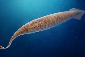 【鬼谷闲谈】塔利怪物：迷之古生物