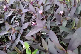 家里养的紫竹林梅有好处，多种作用你了解过吗？全身都是宝