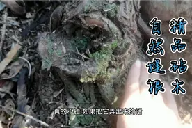 小伙深山寻找盆景桩，结果找到一颗精品网红砧木