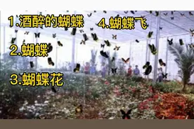 歌名带蝴蝶的几首MV