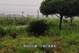 屋前屋后为什么不能栽枣树?请问各位能不能告知一下