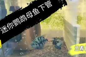 迷你鹦鹉鱼又要产卵了 这繁殖周期也太快了 我的鱼缸真招架不住了视频封面