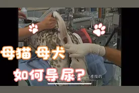 猫猫 狗狗 导尿技术。