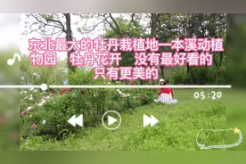 东北最大的牡丹栽植地—本溪动植物园   牡丹花开  没有最好看的视频封面