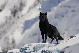 富家狗被拐卖至他国成功逆袭头犬视频封面