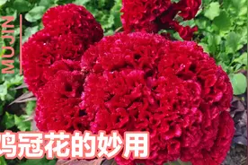 农村常见的鸡冠花，还有这么多的好处，一起看看都有哪些好处？