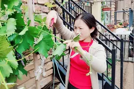 小院葡萄坐果时掐尖要很，老师傅一番操作，个大增收，长见识了视频封面