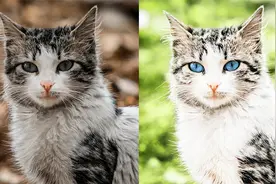 宠物摄影调色：如何将灰暗的小猫咪照片修好看？调色师干货分享！