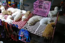 农民大哥逛许昌曹魏古城出来，在春秋广场夜市上还有卖宠物狗猫视频封面