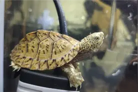 乌龟也会感冒？乌龟感冒应该怎么治疗？这期视频告诉你怎么治疗