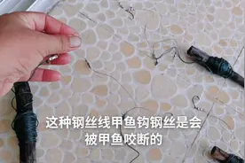 中了野生甲鱼钢丝线甲鱼钩也是会被咬断的，用大马力线甲鱼跑不掉视频封面