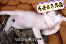这是我见过眼睛最小的猫😂