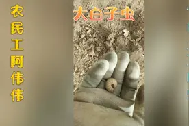 张家口农村种山药(土豆)，土里挖出大白虫子专吃土豆大家认识吗？视频封面