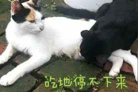 为什么这么大的猫咪了，还在喝猫妈妈的奶，根本停不下这可咋办