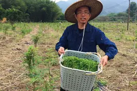 树叶都能吃？珍稀辣木叶，估计没多少吃过