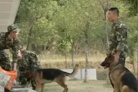 武警战士真是爱犬如命，警犬都已经这么胖了，他竟然还给它加餐！