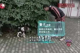 孙红雷的狗狗撞脸黄渤，黄渤的狗狗撞脸孙红雷，相当有默契视频封面