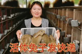 可以长20斤的兔子 今天给粉丝快递公羊兔 试养积累经验