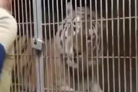 怎么驯服老虎？视频封面