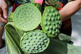 这样的莲蓬别再买回家了！懂行的“一粒”都不碰，别怪没有告知你视频封面